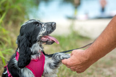 English Cocker Spaniel meeting a man outdoors.