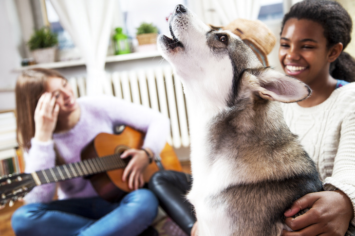 why is classical music good for dogs