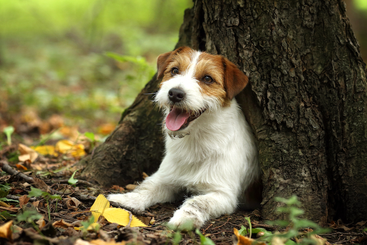 Russell Terrier head portrait in the forest.