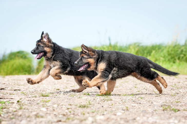 German Shepherd Dog puppies running together outdoors.