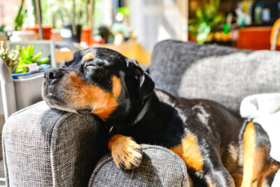 Rottweiler laying down in the couch sleeping in the sunshine.