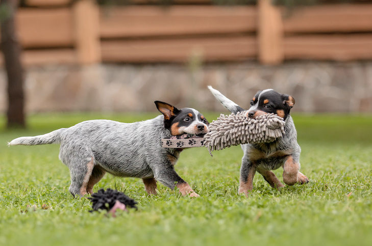 https://s3.amazonaws.com/cdn-origin-etr.akc.org/wp-content/uploads/2022/03/03142433/Australian-Cattle-Dog-puppies-playing-with-a-toy-in-the-yard.jpeg