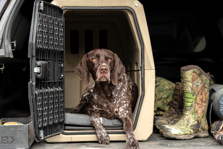 German Shorthaired Pointer laying down in its crate in a truck.