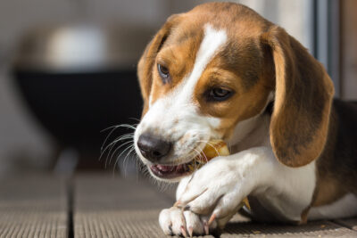 best dog treats for dental care