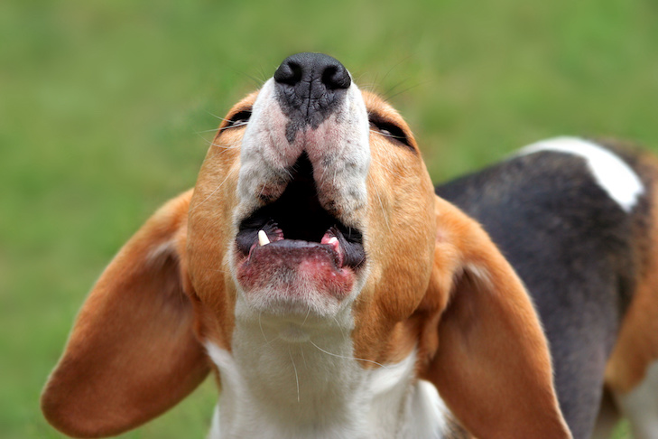 Beagle howling outdoors.