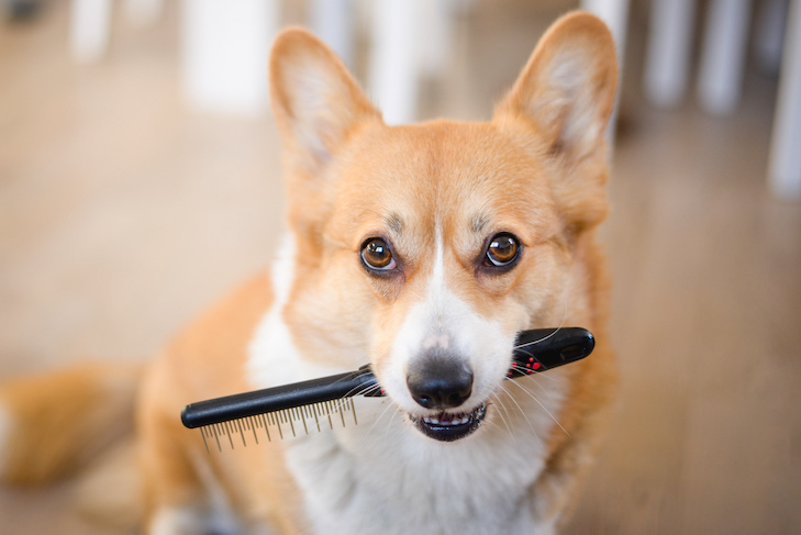 Pembroke Welsh Corgi holding a brush in its mouth.