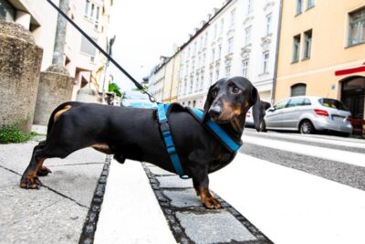 Dachshund waiting to cross the street on a walk.