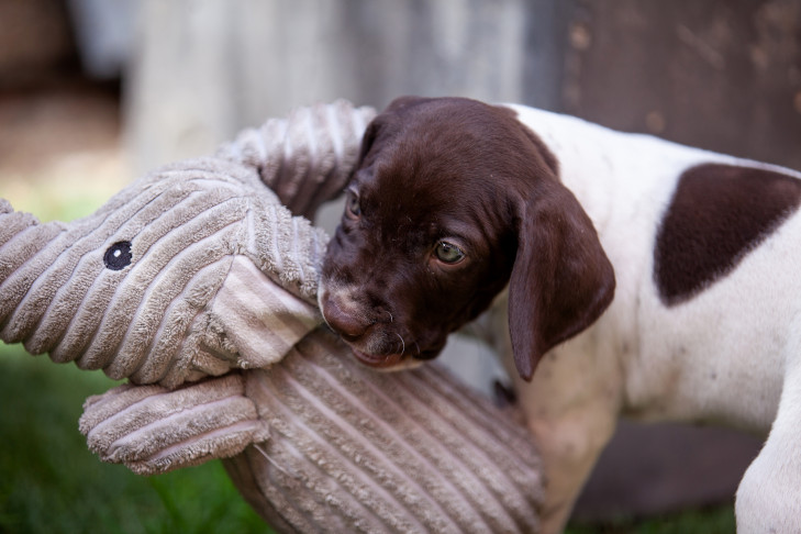 Braque Francais Pyrenean puppy carrying a toy in the backyard.