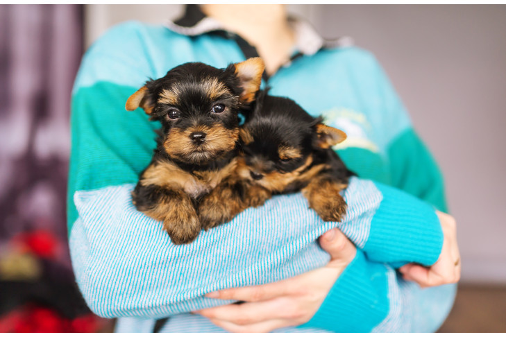 Yorkshire Terrier puppies being held indoors.