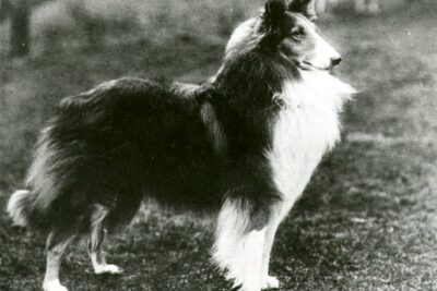 Collie.