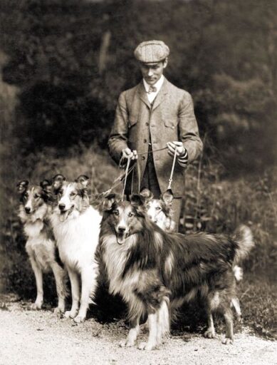 Collie History: From Queen Victoria to Lassie & Beyond – American ...