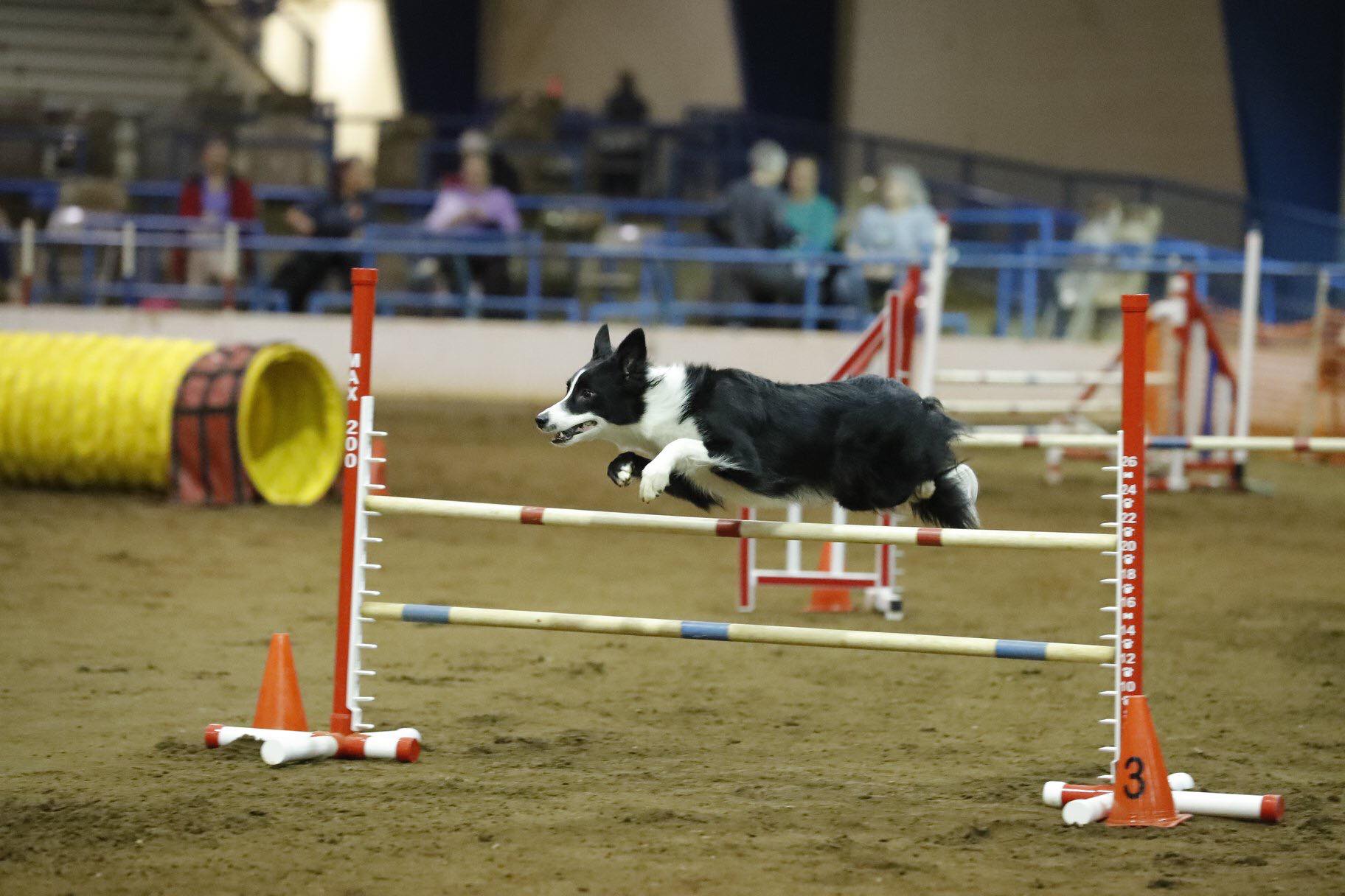 Champions Crowned at 2022 AKC National Agility Championship American Kennel Club