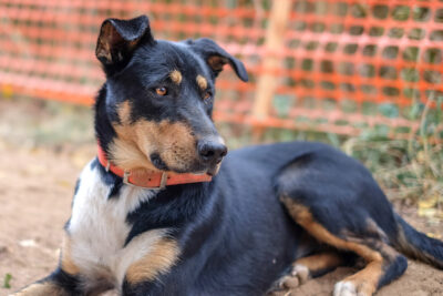 Mixed breed dog laying down outdoors.