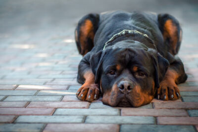 Rottweiler laying down on a cobblestone path.
