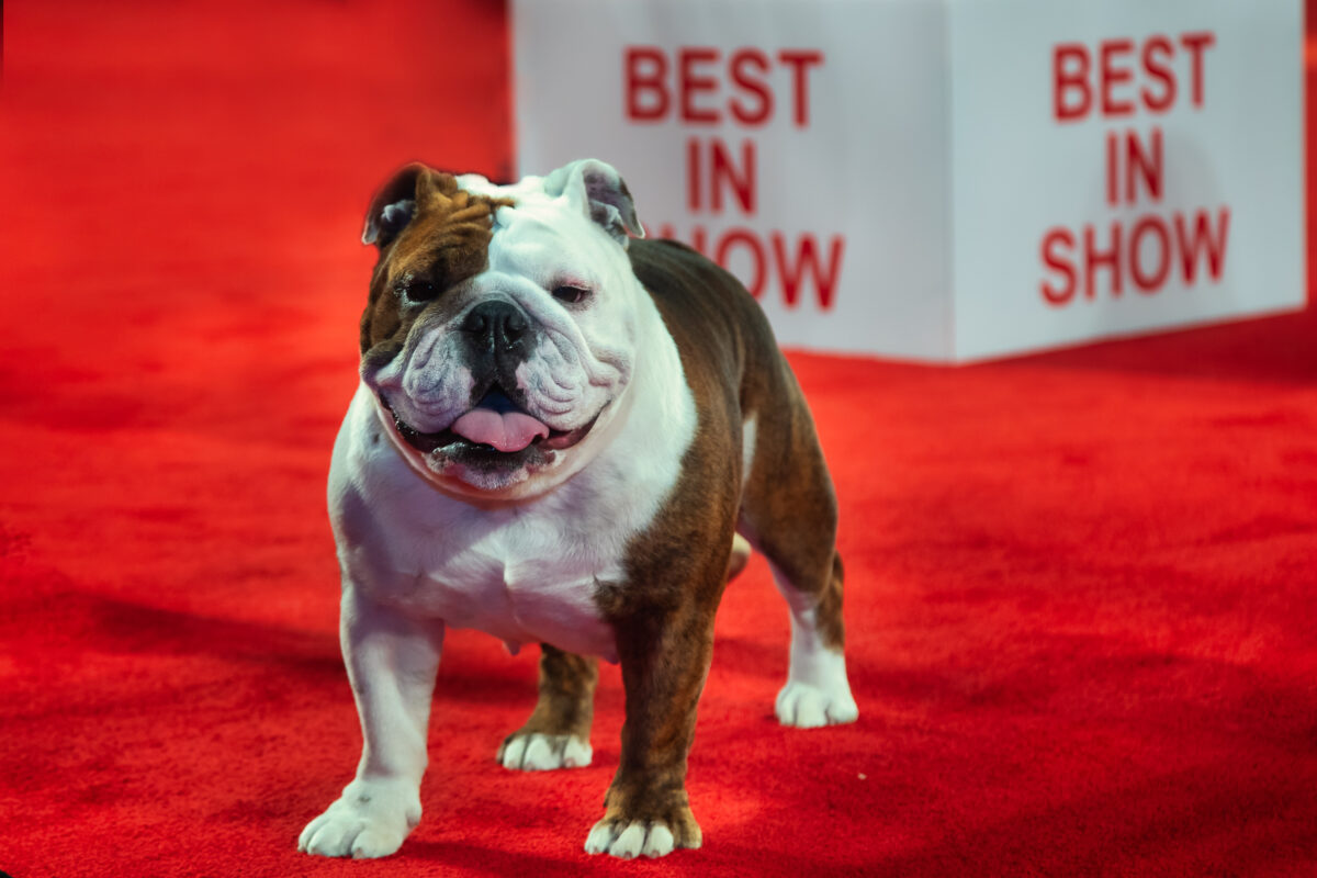 How to Watch the AKC National Championship