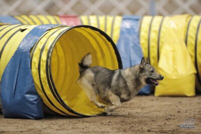 Only months after her surgeries, Valkyrie scoots out of a tunnel at the 2021 AKC National Agility Championship.