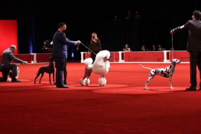 Best of Breed: CH Bright'on Hightide Valkyrie, Standard Poodle, with handler Christian Manelopoulos; Non-Sporting Group judging at the 2021 AKC National Championship presented by Royal Canin, Orlando, FL.