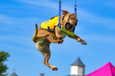 All American Dog in dock diving.
