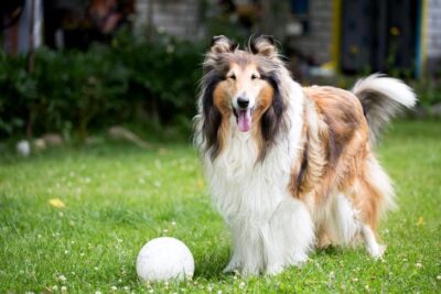 Collie standing in the yard with a ball.