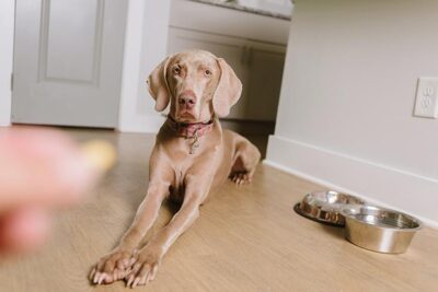Weimaraner laying down on command for a treat at home.