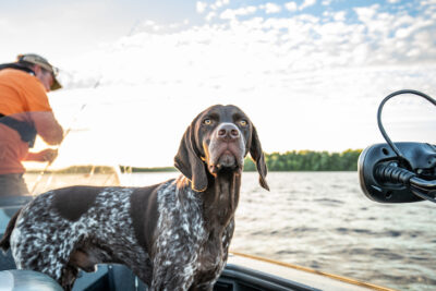 German Shorthaired Pointer standing on a boat with its owner fishing.
