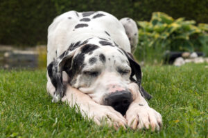 Image showcasing Lethargy in Dogs: What You Need to Know