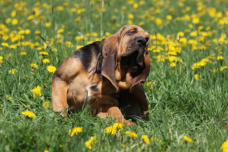 Bloodhound puppy scratching himself in a field of dandelions.