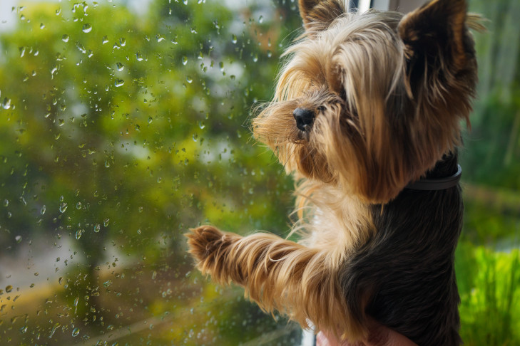 Dog Thunderstorm Anxiety: How to Help