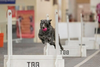 Mudi carrying a ball jumping over obstacles in Flyball indoors.