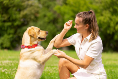 Labrador Retriever being trained by a woman outdoors.