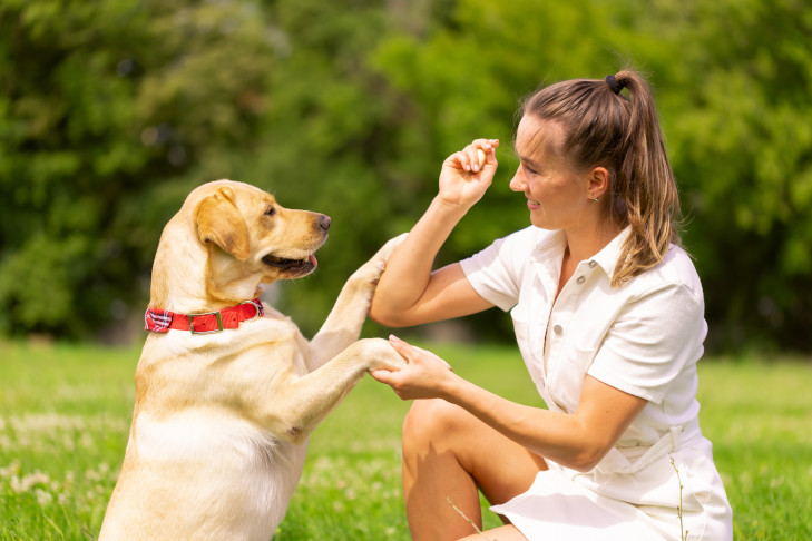 Labrador Retriever being trained by a woman outdoors.

