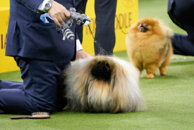Toy Group Second and Best of Breed: GCH CH Pequest Wasabi, Pekingese; Toy Group judging at the 2020 Westminster Kennel Club Dog Show, Madison Square Garden, New York, NY.