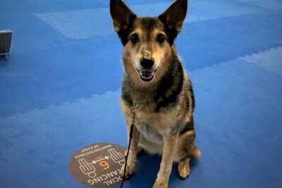 Jesse Belle at AKC Rally school.