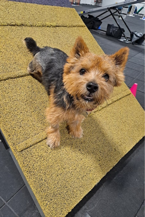 Rascal, a 3-year-old Norwich Terrier