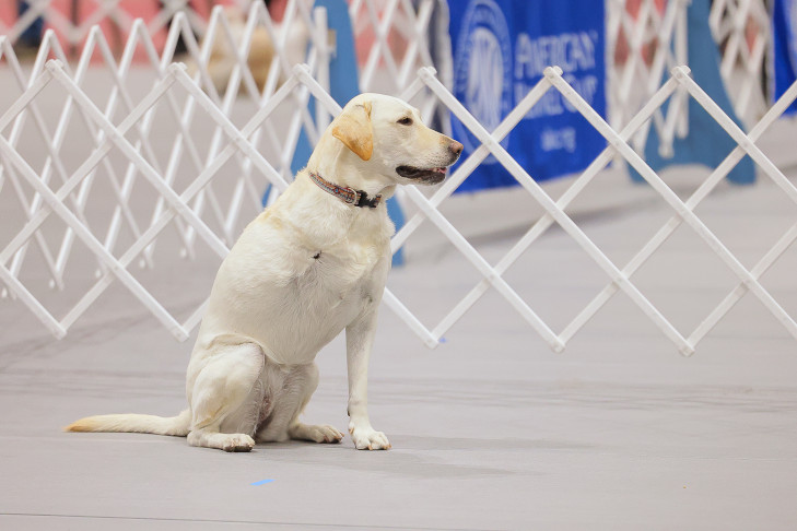 2024 AKC Rally Champion Invitational, RACH-I, AKC Obedience Classic and AKC Juniors Classic