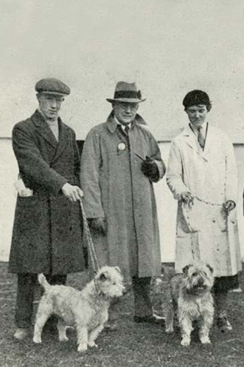 Historical image of Glen of Imaal Terriers at a dog show.