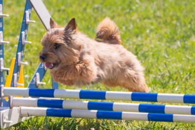 Norwich Terrier Boo jumping over an Agility jump obstacle.