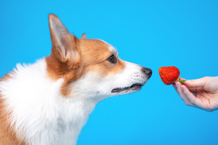 Pembroke Welsh corgi and strawberry