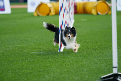 Shetland Sheepdog running through weave poles on grass.