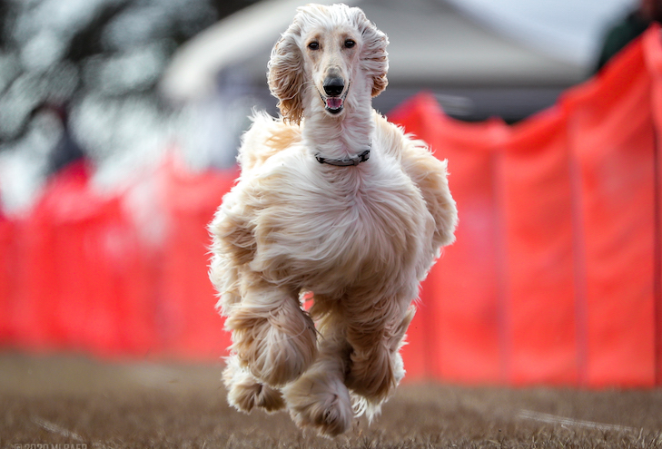 Afghan Hound running after a lure in Fast CAT.