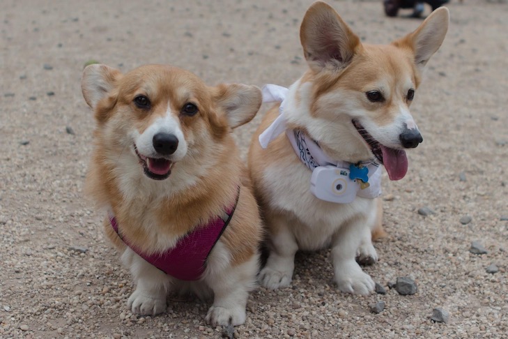 Hazel and Wally corgis