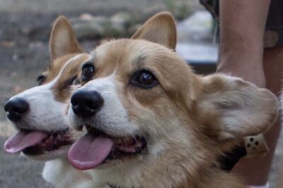 New Jersey Welsh Corgi Club