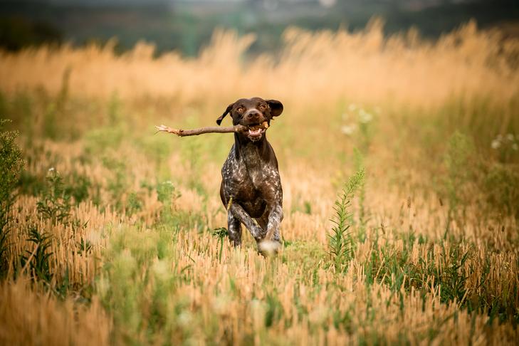 German Shorthaired Pointer retrieving a stick in a field.