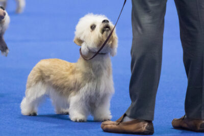 Dandie Dinmont Terrier breed show.