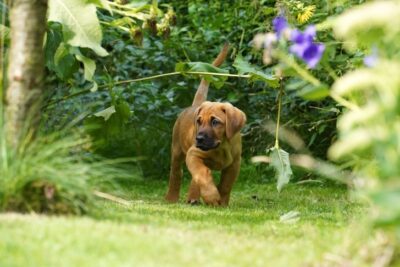 Broholmer puppy exploring the garden.