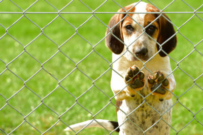 English Foxhound puppy standing up leaning against a fence outdoors.