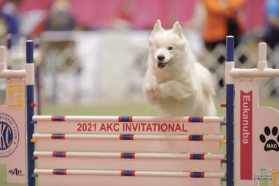 One eyed Samoyed jumps over Agility obstacle.