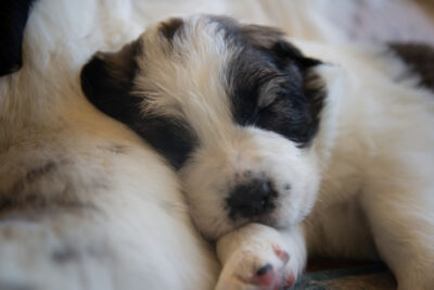 Pyrenean Mastiff puppy sleeping indoors.