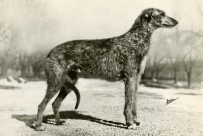 Ch. Fionn of Stonerioo, Scottish Deerhound; c. 1940