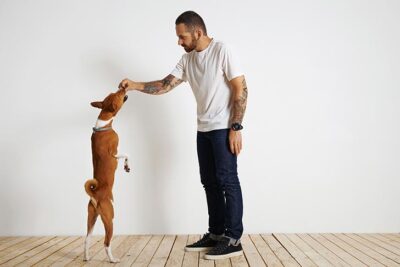 A man training a Basenji to do a trick.